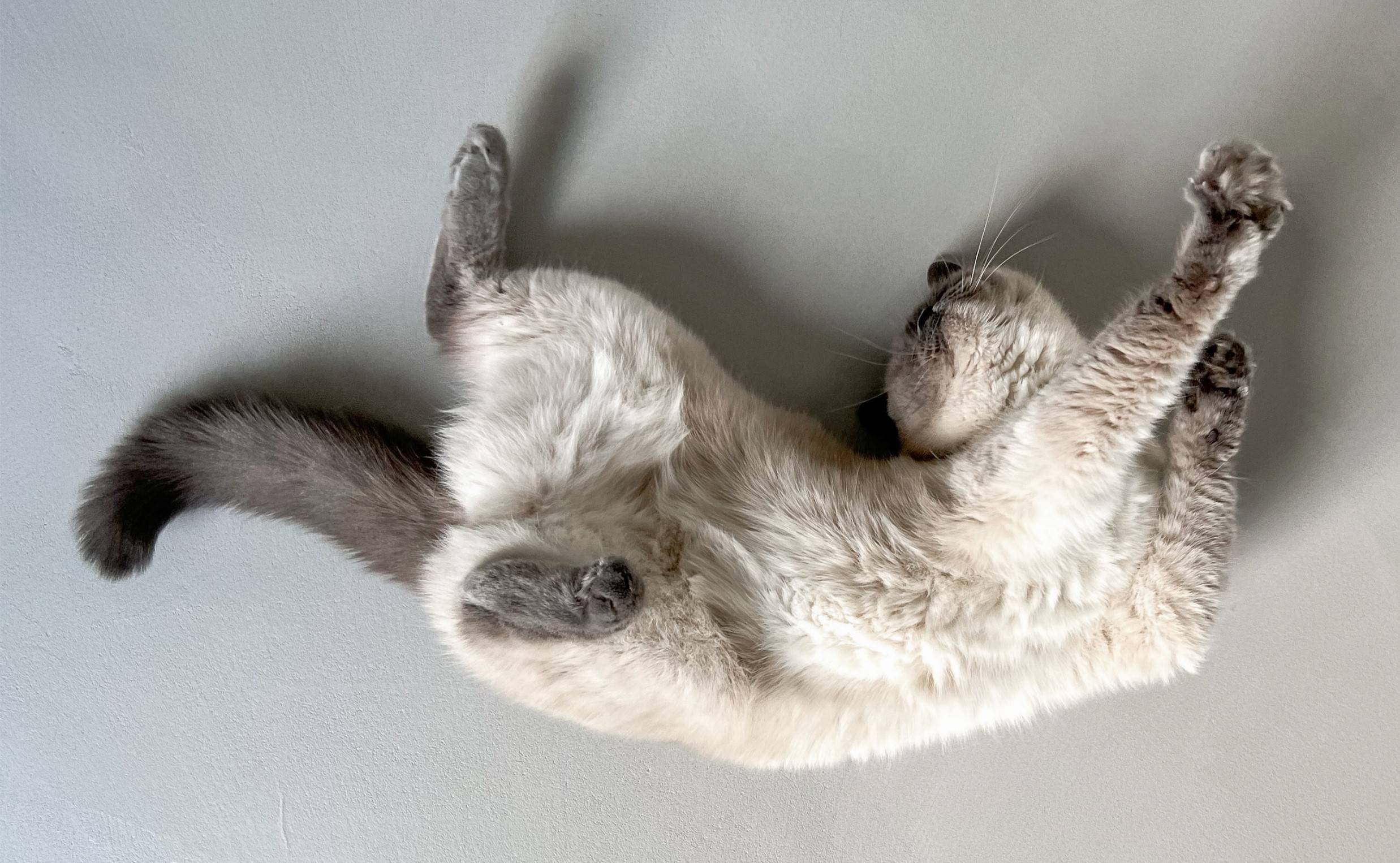 katze
