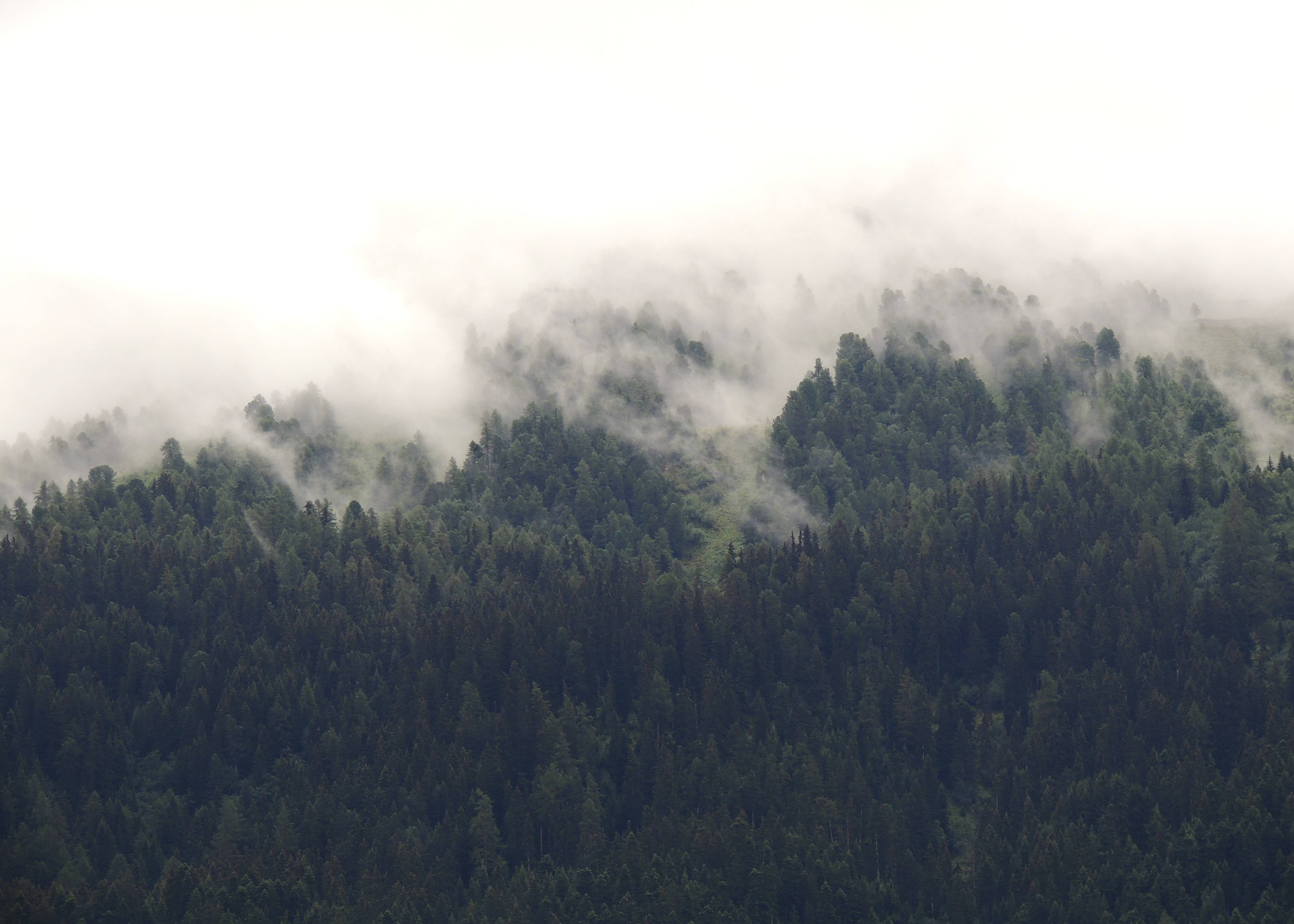 Faserit_Hero_Bild_Wald